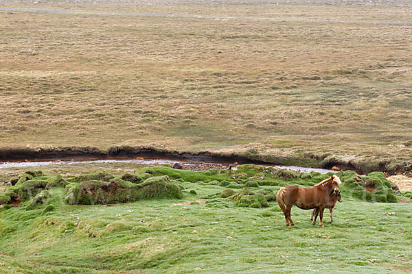 Islandpony (Equus caballus sspec. 1)