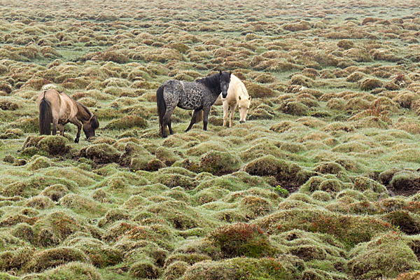 Islandpony (Equus caballus sspec. 1)