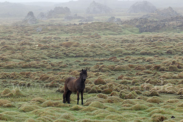 Islandpony (Equus caballus sspec. 1)