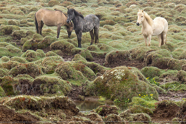 Islandpony (Equus caballus sspec. 1)