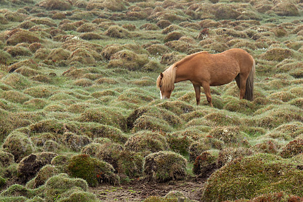 Islandpony (Equus caballus sspec. 1)