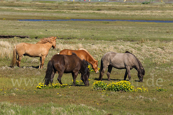 Islandpony (Equus caballus sspec. 1)