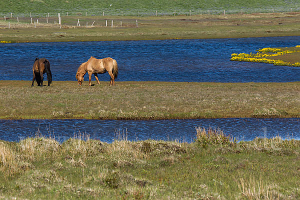 Islandpony (Equus caballus sspec. 1)