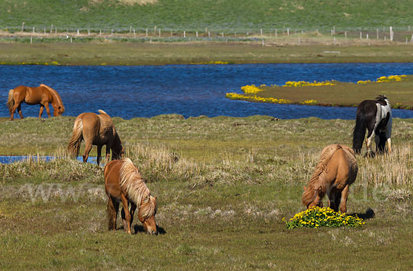 Islandpony (Equus caballus sspec. 1)