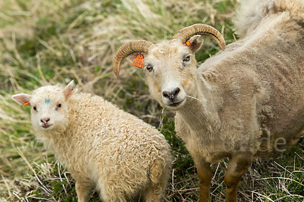 Islandschaf (Ovis orientalis f. aries)