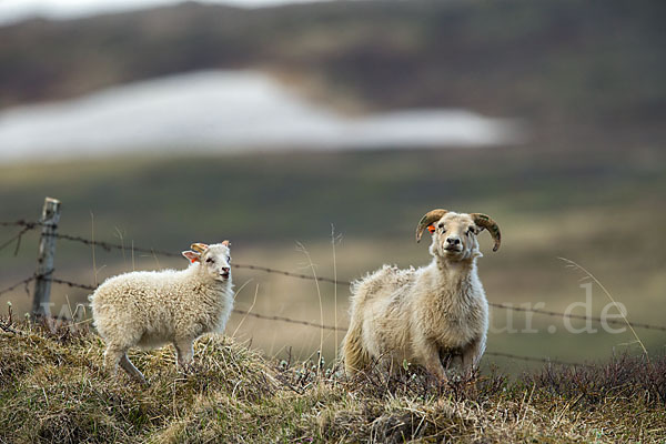 Islandschaf (Ovis orientalis f. aries)