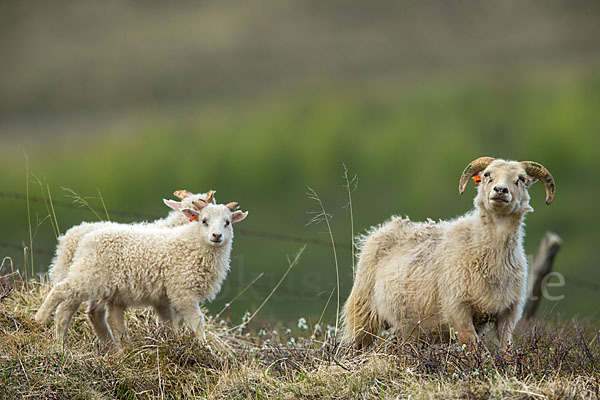 Islandschaf (Ovis orientalis f. aries)