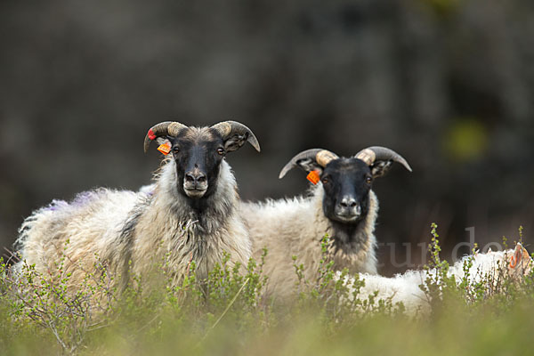 Islandschaf (Ovis orientalis f. aries)