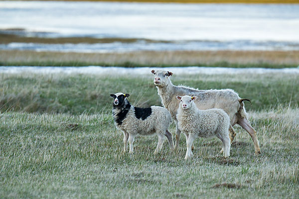 Islandschaf (Ovis orientalis f. aries)