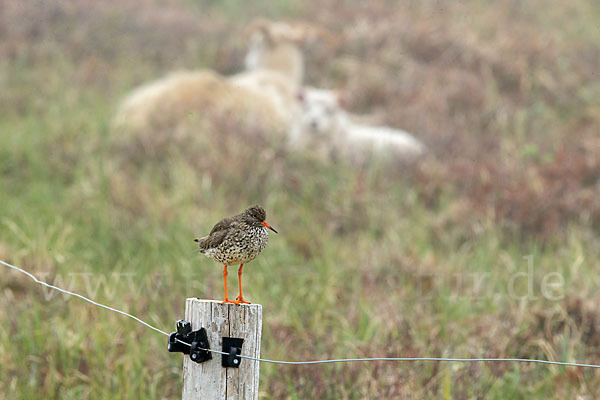 Islandschaf (Ovis orientalis f. aries)