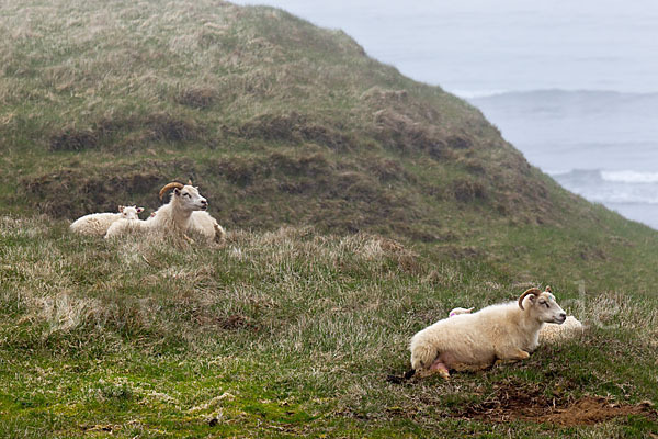 Islandschaf (Ovis orientalis f. aries)