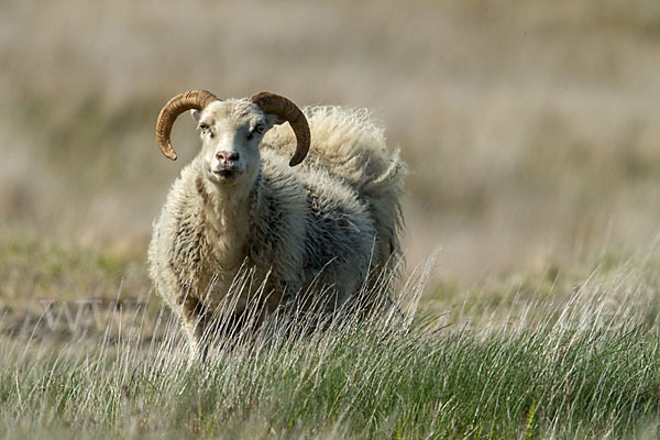 Islandschaf (Ovis orientalis f. aries)