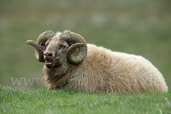 Islandschaf (Ovis orientalis f. aries)