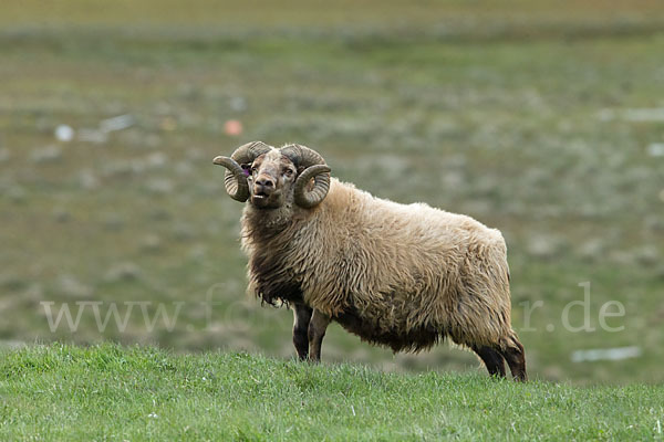 Islandschaf (Ovis orientalis f. aries)