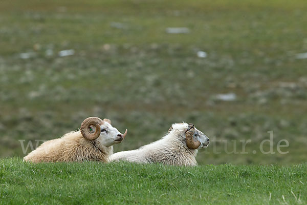 Islandschaf (Ovis orientalis f. aries)