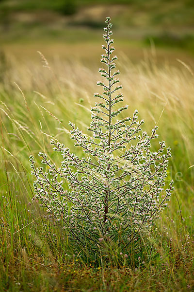 Italienische Natternkopf (Echium italicum)