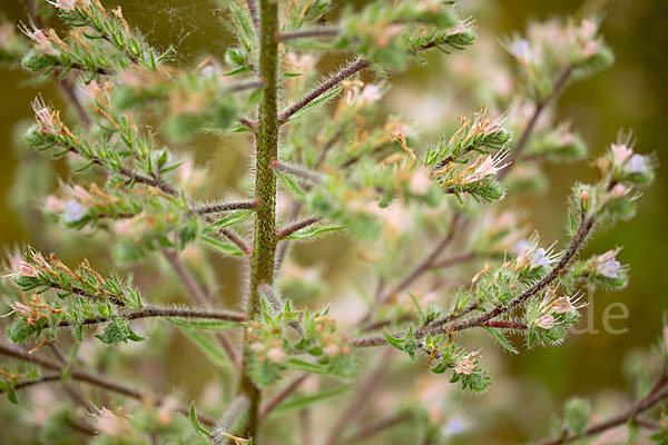 Italienische Natternkopf (Echium italicum)