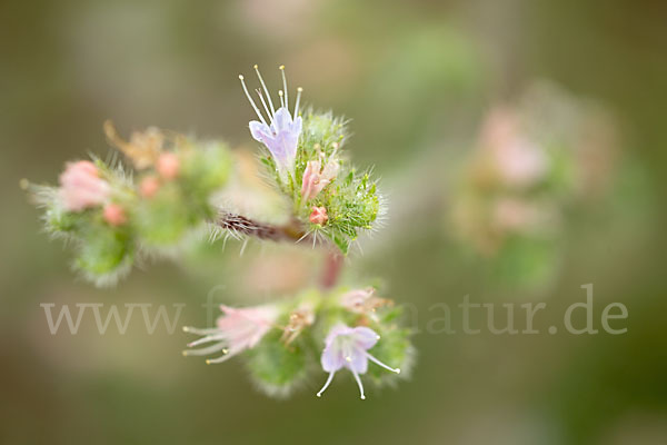 Italienische Natternkopf (Echium italicum)