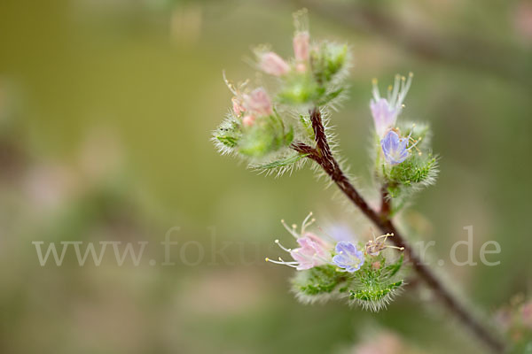 Italienische Natternkopf (Echium italicum)