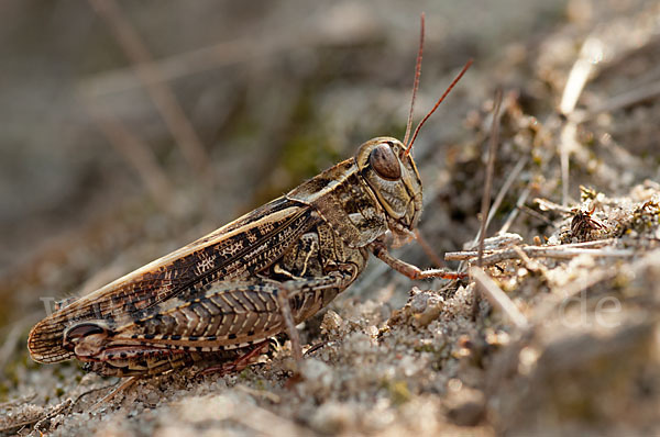 Italienische Schönschrecke (Calliptamus italicus)