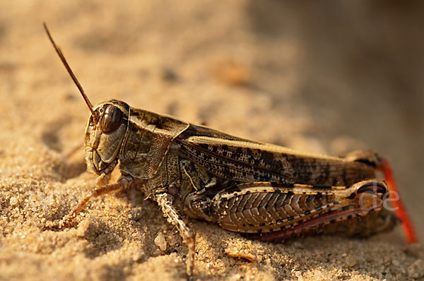 Italienische Schönschrecke (Calliptamus italicus)