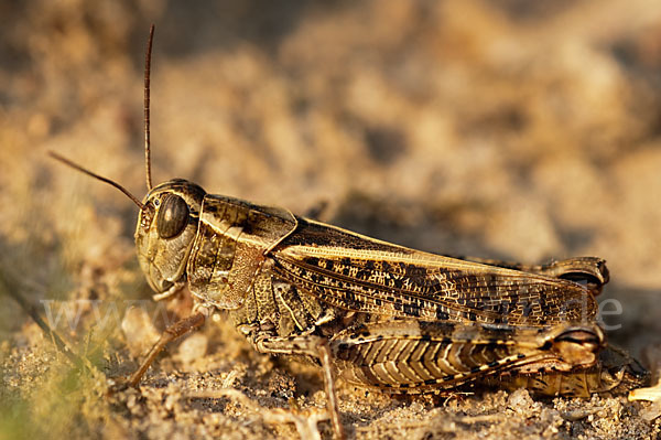 Italienische Schönschrecke (Calliptamus italicus)