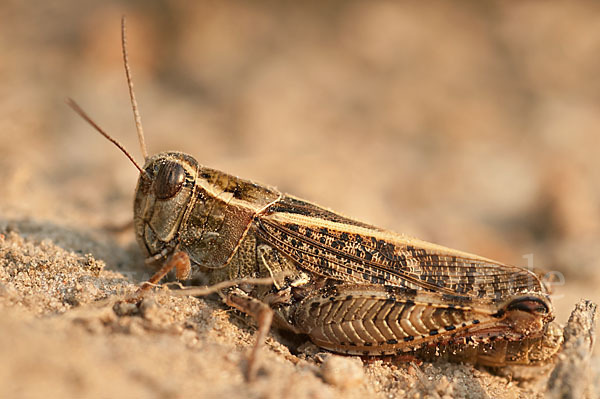 Italienische Schönschrecke (Calliptamus italicus)