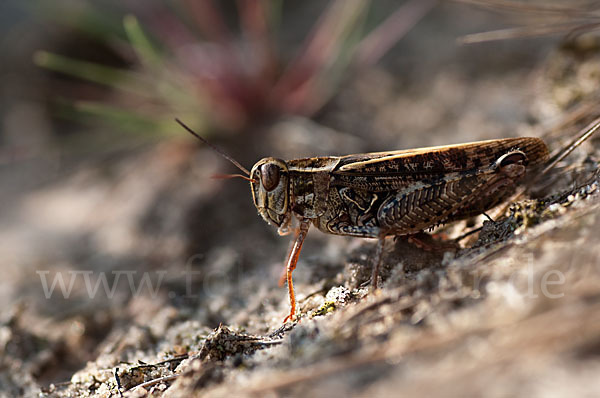 Italienische Schönschrecke (Calliptamus italicus)