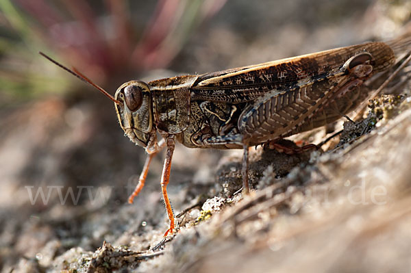 Italienische Schönschrecke (Calliptamus italicus)