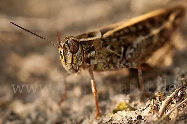 Italienische Schönschrecke (Calliptamus italicus)