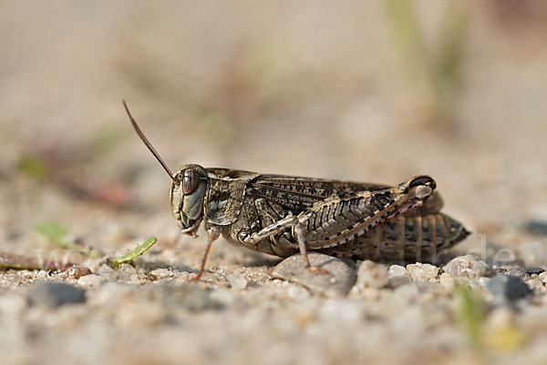 Italienische Schönschrecke (Calliptamus italicus)