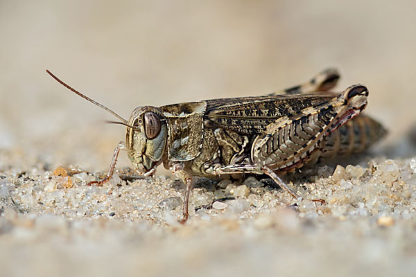 Italienische Schönschrecke (Calliptamus italicus)