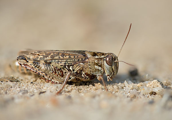 Italienische Schönschrecke (Calliptamus italicus)