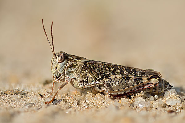 Italienische Schönschrecke (Calliptamus italicus)