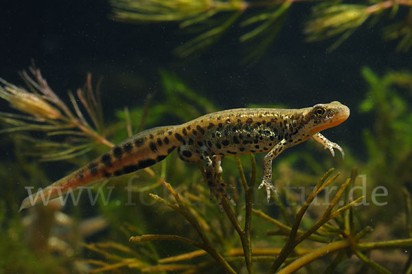 Italienischer Wassermolch (Lissotriton italicus)