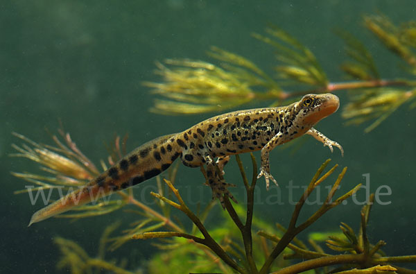 Italienischer Wassermolch (Lissotriton italicus)