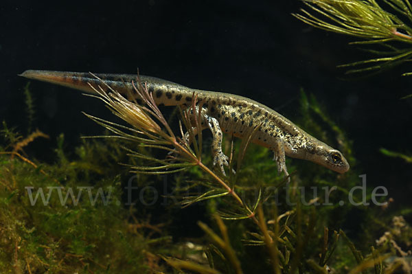 Italienischer Wassermolch (Lissotriton italicus)