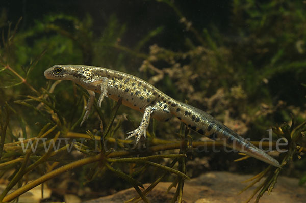 Italienischer Wassermolch (Lissotriton italicus)