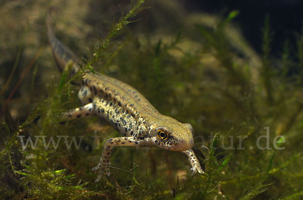 Italienischer Wassermolch (Lissotriton italicus)