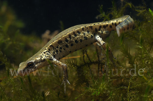 Italienischer Wassermolch (Lissotriton italicus)