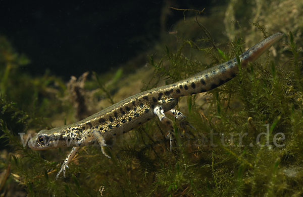 Italienischer Wassermolch (Lissotriton italicus)