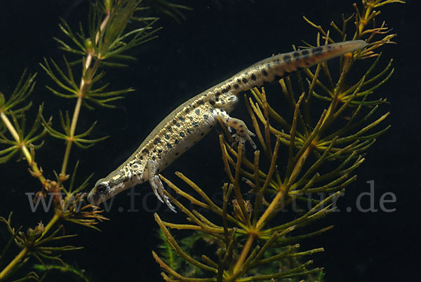 Italienischer Wassermolch (Lissotriton italicus)