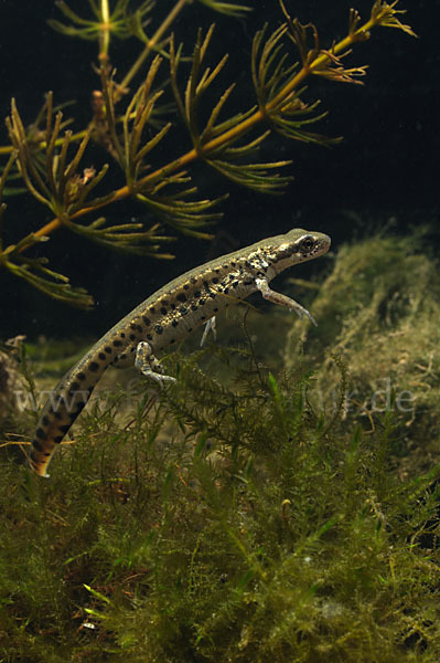 Italienischer Wassermolch (Lissotriton italicus)