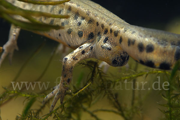 Italienischer Wassermolch (Lissotriton italicus)