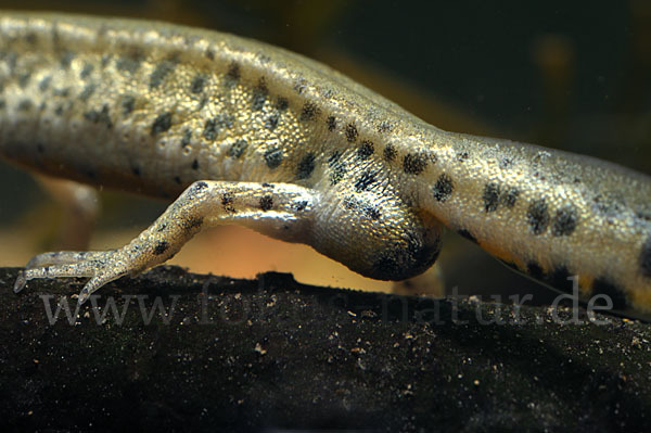 Italienischer Wassermolch (Lissotriton italicus)