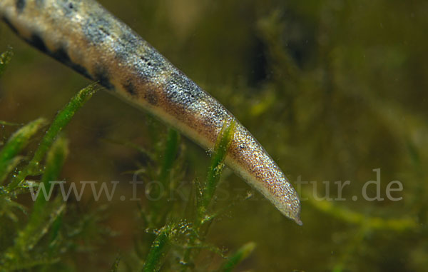 Italienischer Wassermolch (Lissotriton italicus)