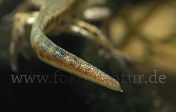 Italienischer Wassermolch (Lissotriton italicus)