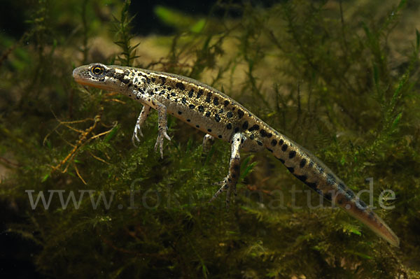 Italienischer Wassermolch (Lissotriton italicus)