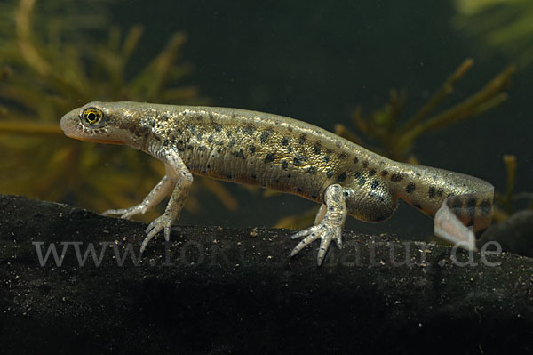 Italienischer Wassermolch (Lissotriton italicus)