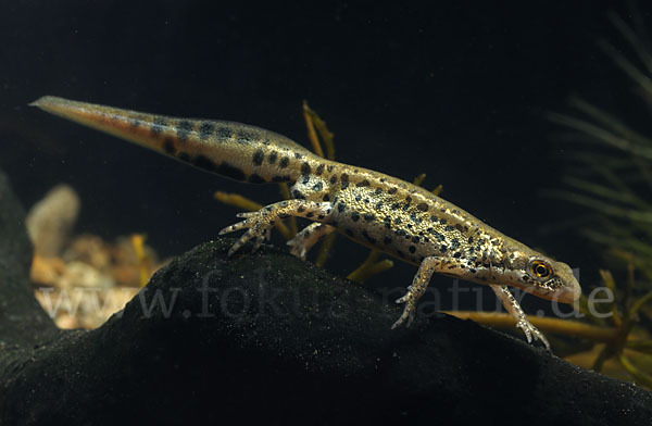 Italienischer Wassermolch (Lissotriton italicus)